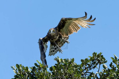 Brauner Schlangenadler (Circaetus cinereus) fliegt im Krüger-Nationalpark in Südafrika davon                        