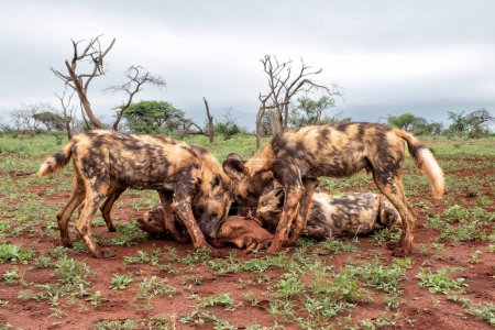 African wild dog eating from a warthog kill in a game reserve in Kwa Zulu Natal in South Africa