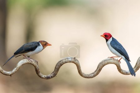 Yellow-billed cardinal (Paroaria capitata) sitting on a branch in the North Pantanal, Mato Grosso, Brazil