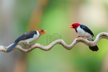 Yellow-billed cardinal (Paroaria capitata) sitting on a branch in the North Pantanal, Mato Grosso, Brazil