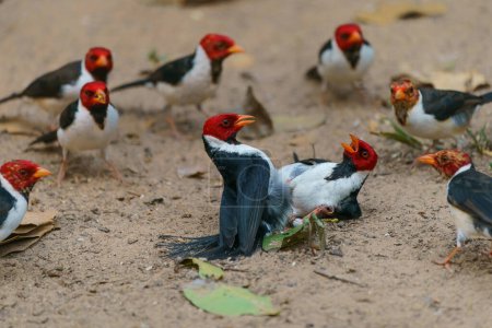 Yellow-billed cardinal (Paroaria capitata) fighting in the North Pantanal, Mato Grosso, Brazil