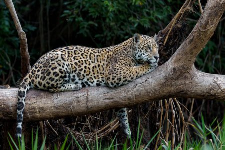Jaguar (Panthera onca) descansando en un árbol en el Pantanal Norte en Mata Grosso en Brasil