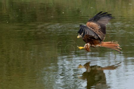 Rotmilan (Milvus milvus) fliegt im niederländischen Gelderland