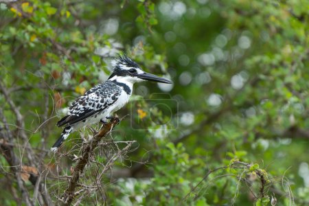 Pied Kingfisher (Ceryle rudis) fishing in a small lake in Kruger National Park in South Africa
