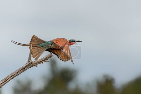 Take of of a Southern Carmine Bee-eater This Caemine Bee-eater (Merops nubicoides) was flying away from a tree in Kruger National Park in South Africa