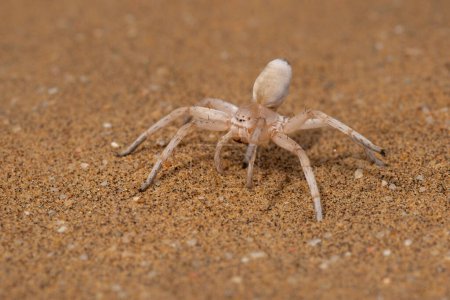 Foto de La araña bailarina blanca. Esta araña (Leucorchestris arenicola) que vimos cerca de Swakopmund en el desierto de Namibia. - Imagen libre de derechos