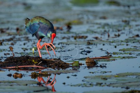 African purple swamphen or Purple gallinule ( Porphyrio madagascariensis)  foraging while walking on water lily leaves in a cove in the Chobe River between Namibia and Botswana