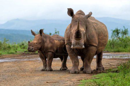 White rhinoceros (Ceratotherium simum) mother and calf walking around and feeding in Hluhluwe Game Reserve  in South Africa