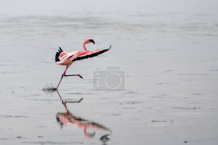 Lesser Flamingo (Phoeniconaias minor) searching for food in Walvis Bay in Namibia