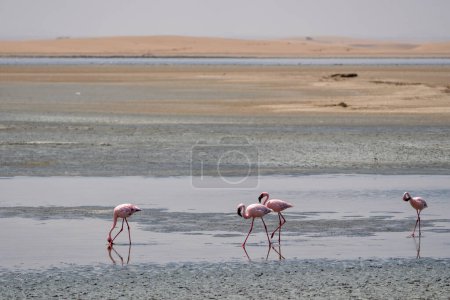 Kleiner Flamingo (Phoeniconaias minor) auf Nahrungssuche in Walvisbucht in Namibia