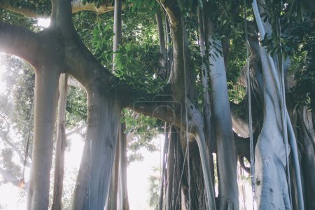 Foto de Giant ficus tree with hanging air roots in botanical garden in Puerto de la Cruz, Tenerife, Canary islands, Spain - Imagen libre de derechos