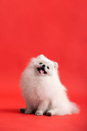 Foto de Portraite of cute fluffy puppy of pomeranian spitz. Little smiling dog lying on bright trendy red background. - Imagen libre de derechos