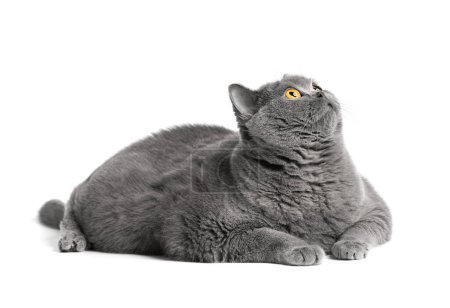 Foto de A fat shorthair cat with big red eyes lies on a white background. Animal obesity. British cat on a white background. A large fat cat of the British breed lies and looks in surprise - Imagen libre de derechos