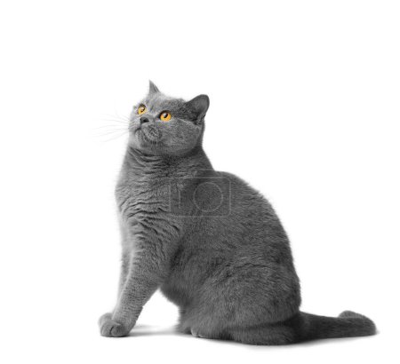 Téléchargez les photos : The British shorthair blue cat sits beautifully on a white background and looks interested. Gray thoroughbred beautiful cat with big orange eyes isolated. - en image libre de droit