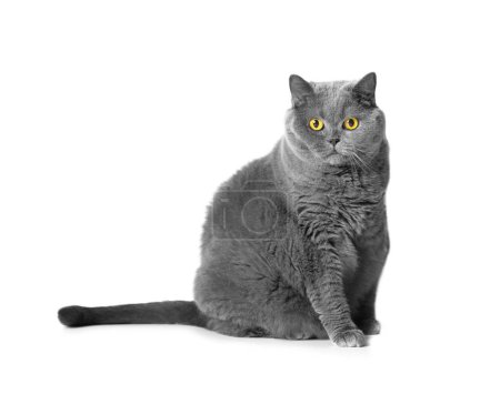 Foto de A fat shorthair cat with big red eyes sits on a white background. Animal obesity. British cat on a white background. A large cat of the British breed sits and looks in surprise. The cat is asking for food. - Imagen libre de derechos