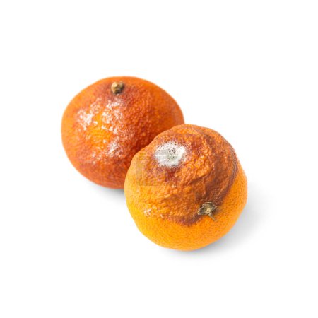 Téléchargez les photos : Deux mandarines avec moisissure isolée sur fond blanc. Agrumes moisis. Nourriture oubliée au frigo. Déchets alimentaires biodégradables. Gros plan. - en image libre de droit