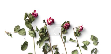 Foto de Rosas secas con hojas en una vista superior de fondo blanco con espacio para texto. Amor infeliz, tristeza, dolor. Concepto de soledad o edad. - Imagen libre de derechos