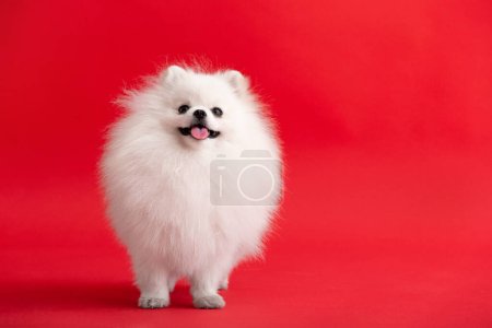 Téléchargez les photos : Portraite of cute fluffy puppy of pomeranian spitz. Little smiling dog siting on bright trendy red background. - en image libre de droit