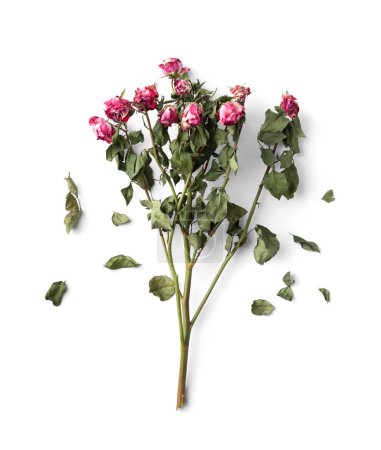 Téléchargez les photos : Branch of dead roses isolated. Dry pink roses on a white background top view. Conceptual composition of dried flowers and leaves. Unhappy love. Loss. Sadness. - en image libre de droit