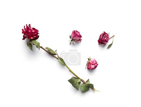 Foto de Branch of dead roses isolated. Dry pink roses on a white background top view. Conceptual composition of dried flowers and leaves. Unhappy love. Loss. Sadness. - Imagen libre de derechos