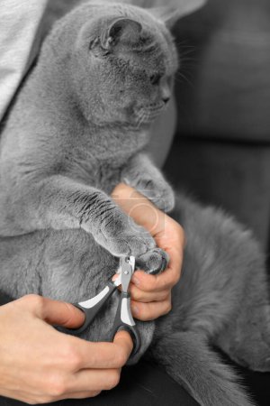 Foto de Corte de uñas de gato. El veterinario recorta las uñas de un gato de raza británica. Cuidado de mascotas. La chica corta las garras de un gato gris de cerca. Una herramienta para cortar las garras de los animales en las manos de un primer plano - Imagen libre de derechos
