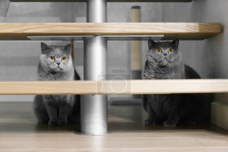 Téléchargez les photos : Deux chats de race britannique minces et gras s'assoient et regardent la caméra à l'intérieur de l'appartement - en image libre de droit