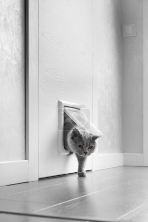Foto de Un gato gris británico camina a través de una solapa de gato, escotilla de gato instalada en una puerta y lame, una puerta de gato en el interior de un apartamento. - Imagen libre de derechos