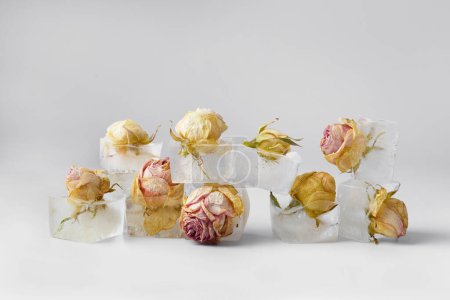 Téléchargez les photos : Composition conceptuelle bourgeons de roses en cubes de glace sur isolement blanc, roses congelées dans la glace. - en image libre de droit