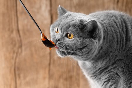 Foto de Un gato británico gris está feliz de comer caviar de salmón rojo de una cuchara negra sobre un fondo de madera. El gato come mariscos.. - Imagen libre de derechos