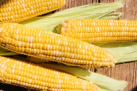 Photo for Grains of ripe corn in an ear, close up. Fresh cobs on a wooden background. Corn harvest, dishes,  industry - Royalty Free Image