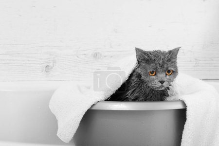 Photo for Gray cat in a white bathroom. Bathing process, pouring water, frightened wet cat, hygiene procedures. Good morning concept. Pet care. British cat on a white background. - Royalty Free Image