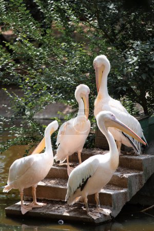 Photo for A group of large pink pelicans stands near the pond on the stairs against the backdrop of greenery. - Royalty Free Image