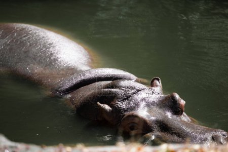 Photo for A hippopotamus lies in a pond on a sunny day in summer. The hippo swims in the river. - Royalty Free Image