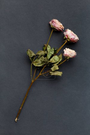 Foto de Rama de rosa seca sobre fondo negro vista superior. El concepto de soledad o edad. Amor infeliz. Una pérdida. Tristeza. - Imagen libre de derechos