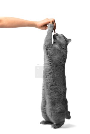 Photo for British blue cat stands on its hind legs and reaches for a treat in the hands of a person on a white background. A beautiful purebred gray cat takes a treat from a girl's hand on isolation. - Royalty Free Image