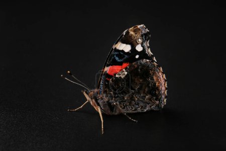 Téléchargez les photos : Amiral rouge (Pyrameis atalanta) Un papillon de la famille des Nymphalidae. papillon sur fond sombre gros plan - en image libre de droit