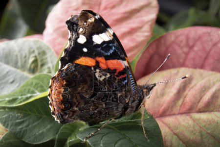 Photo for Red Admiral (Pyrameis atalanta) A butterfly from the Nymphalidae family. butterfly on a flower - Royalty Free Image