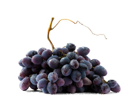 Téléchargez les photos : Un bouquet de raisins noirs sur fond blanc gros plan. Bouquet de raisins isolé - en image libre de droit