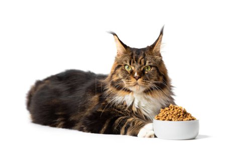 Photo for An adult purebred Maine Coon cat lies near a bowl of food. Advertisement for cat food. Large thoroughbred cat on isolation. - Royalty Free Image