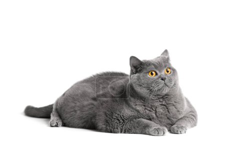 Téléchargez les photos : A fat shorthair cat with big red eyes lies on a white background. Animal obesity. British cat on a white background. A large fat cat of the British breed lies and looks in surprise - en image libre de droit