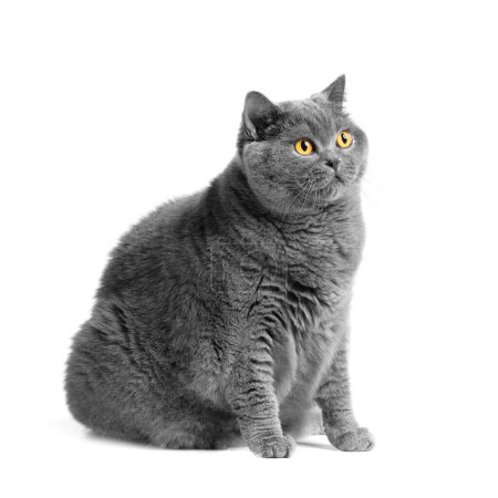 Téléchargez les photos : A fat shorthair cat with big red eyes sits on a white background. Animal obesity. British cat on a white background. A large cat of the British breed sits and looks in surprise - en image libre de droit