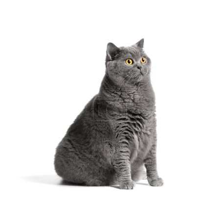 Foto de A fat shorthair cat with big red eyes sits on a white background. Animal obesity. British cat on a white background. A large cat of the British breed sits and looks in surprise - Imagen libre de derechos