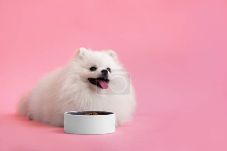 Téléchargez les photos : Portraite of cute fluffy puppy of pomeranian spitz. Little smiling dog lying on bright trendy red background. Spitz dog lies near a bowl of food on a pink background with a place for dough. - en image libre de droit