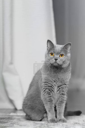 Photo for A thoroughbred British cat sits on the floor and looks ahead. Shorthair British woman in the interior. Surprised gray cat sits on the carpet - Royalty Free Image