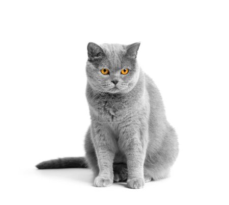 Téléchargez les photos : The British shorthair blue cat sits beautifully on a white background and looks interested. Gray thoroughbred beautiful cat with big orange eyes isolated. - en image libre de droit