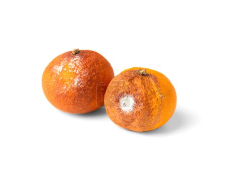 Foto de Two tangerines with mold isolated on a white background. Moldy citrus fruit. Food forgotten in the fridge. Biodegradable food waste. Close-up. - Imagen libre de derechos