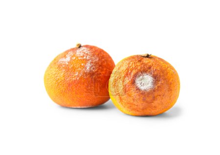 Téléchargez les photos : Two tangerines with mold isolated on a white background. Moldy citrus fruit. Food forgotten in the fridge. Biodegradable food waste. Close-up. - en image libre de droit