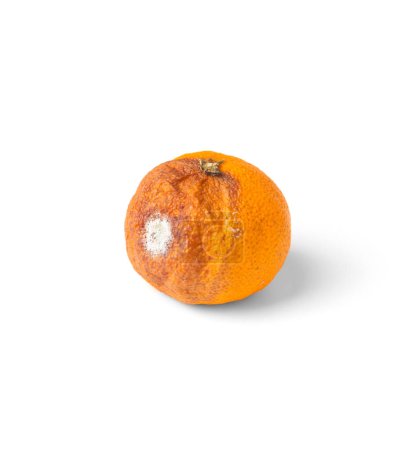 Photo for Orange with mold isolated on a white background. Moldy citrus fruit. Food forgotten in the fridge. Biodegradable food waste. Close-up. - Royalty Free Image