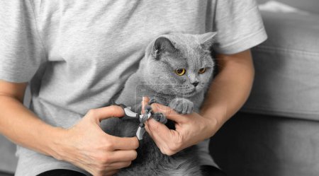 Foto de Corte de uñas de gato. El veterinario recorta las uñas de un gato de raza británica. Cuidado de mascotas. La chica corta las garras de un gato gris de cerca. Una herramienta para cortar las garras de los animales en las manos - Imagen libre de derechos