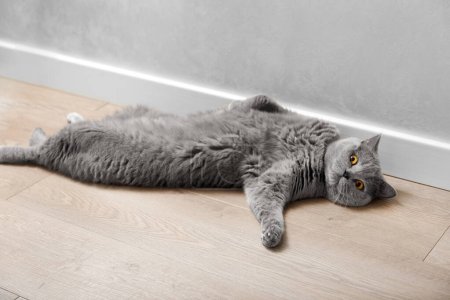 Téléchargez les photos : Un chat gris britannique pur-sang mignon se trouve drôle sur le dos à l'intérieur de la maison, mettant sa patte sur le côté. Vie des animaux domestiques. - en image libre de droit
